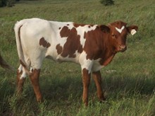 calf 1015