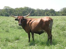 WW DAISEY DUKE