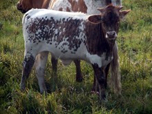 CALF 1035 BULL