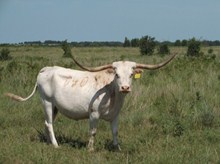 SANGERETTE EOT 040