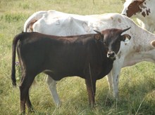 HEIFER CALF 1040