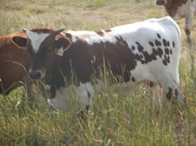 CALF 1050 BULL
