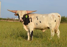 BULL 637