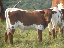 CALF 1171 BULL