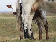 Dawn Leigh heifer