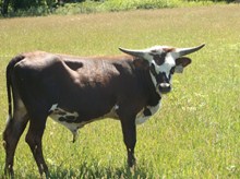 Bull 12/14