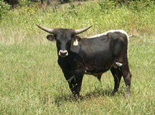 Bull 15/14