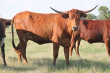 Outback Charm EOT 1533
