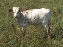 CALF 17 BULL