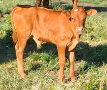 HL HOT RESPECT X MONACO CHEX bull