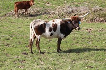 BA REBA