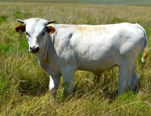 MONACO CHEX X WYOMING FEISTY LEIGH BULL