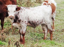 2009 Cranberry Wine Bull Calf