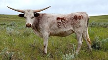SC DIAMOND COWGIRL