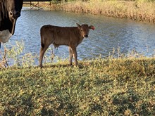 IM BULL 21/19