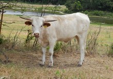 ZD YO Vixen