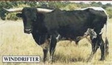 2K WIND DRIFTER