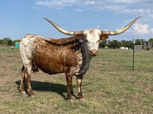Rio Grande EOT 019