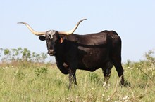 MI TIERRA 368