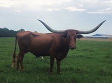 Westfarms Miss Amber 301