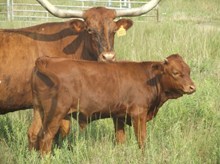CALF 397 BULL