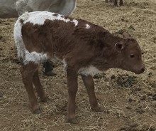 IM BULL 4/18