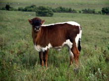 EOT Gabrielle heifer 428 2015