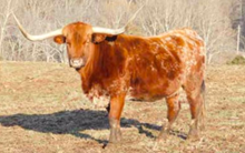 HORSESHOE J FLAMBOYANT