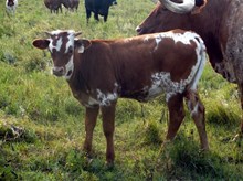 EOT Outback Four Eyes heifer 450 2015