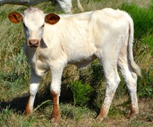 MONACO X ROCKETTE heifer