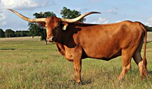 ZD Tommie Theona 34