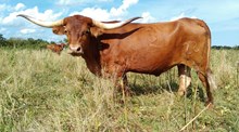 SS SWEETEST RODEO JANE