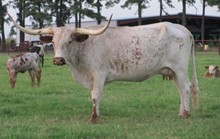 Roundup's Cool Breeze