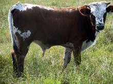 CALF 710 BULL