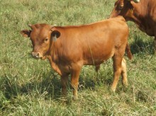CALF 712 BULL