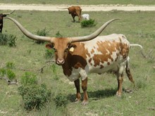 BRAZOS ROSE SNOOKIE