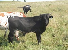 CALF 787 BULL