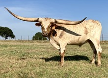 MONACO COWPOKE