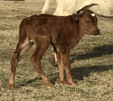 IM BULL 8/18