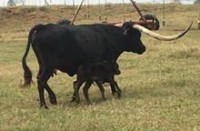 IM BULL 87/17