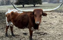 Cowboy's Deluxe
