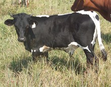CALF 960 BULL
