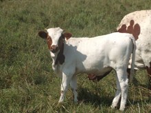 CALF 962