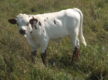 Calf 967