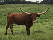 Hot Zhi heifer. 