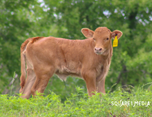 BR JUNGLE JIM X BL RED RIVER COWGIRL