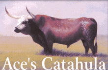 ACE'S CATAHULA