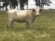 OHL BELLA HFR