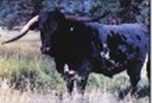 BAR M TORNADO 5/1