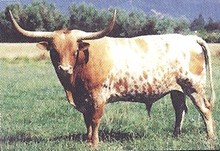 BG'S ROUGH 'N ROWDY